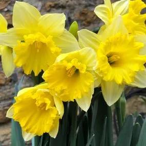Unsurpassable Daffodil (Narcissus Unsurpassable) Img 4